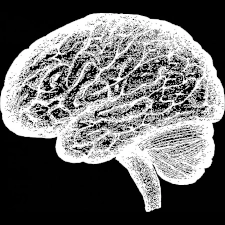 Brain